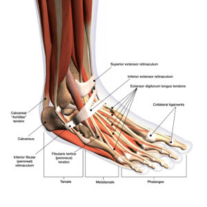 Foot and ankle guide