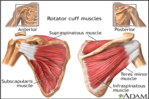 rotator cuff