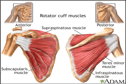 rotator cuff