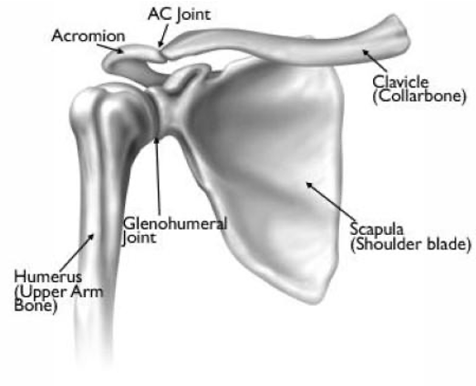 AC joint in shoulder