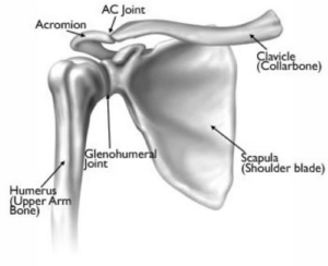 Shoulder joint