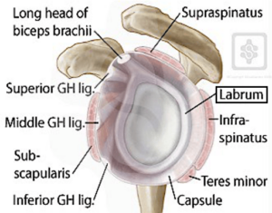 SLAP Tear (Superior Labrum from Anterior to Posterior Tear)